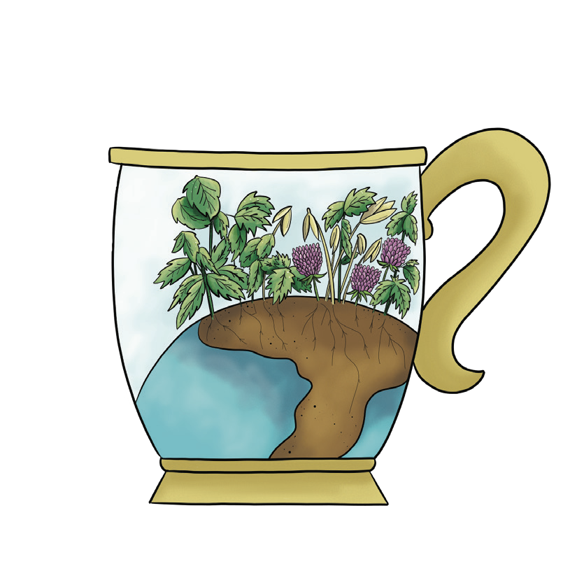 Tisane Reminéralisante