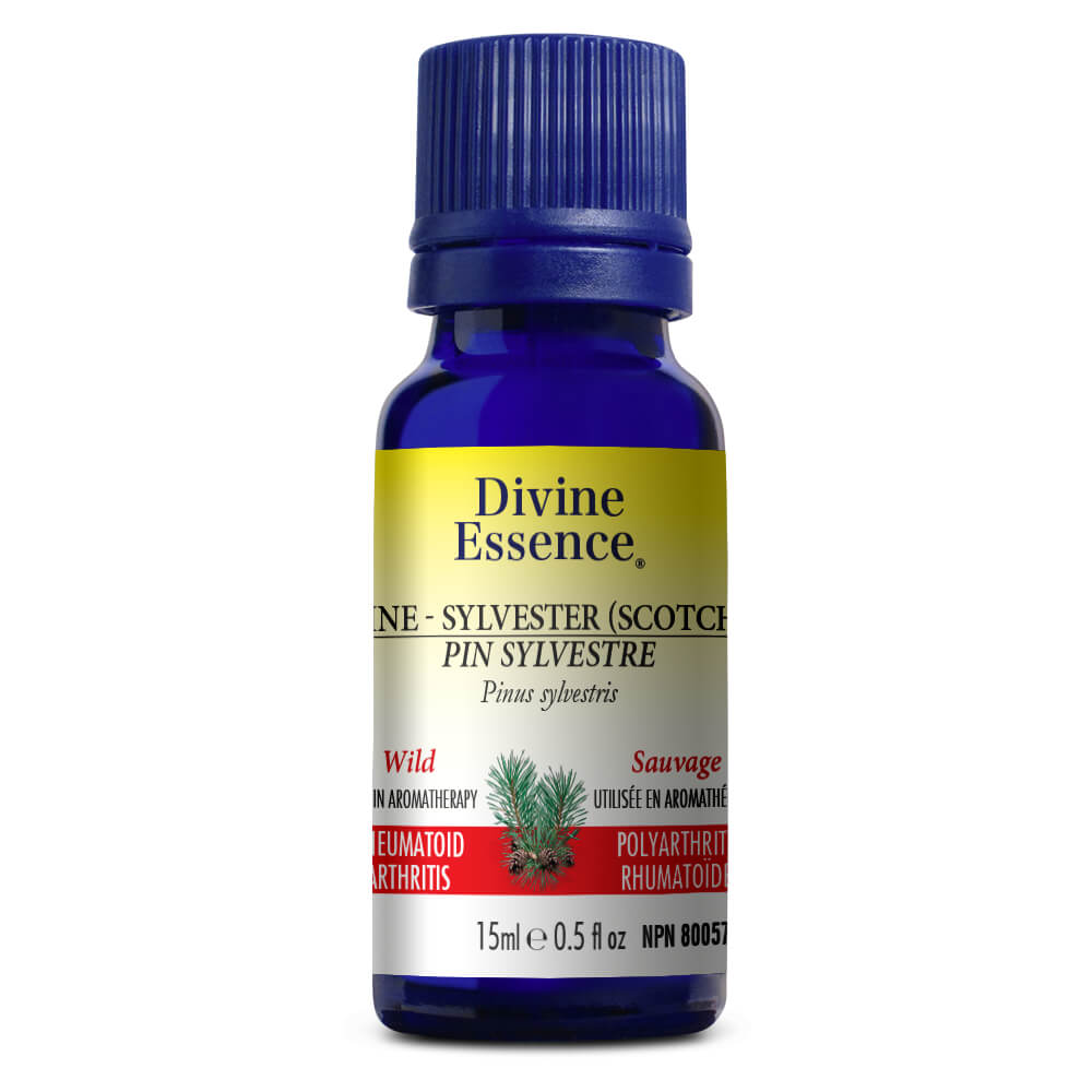 Pin sylvestre