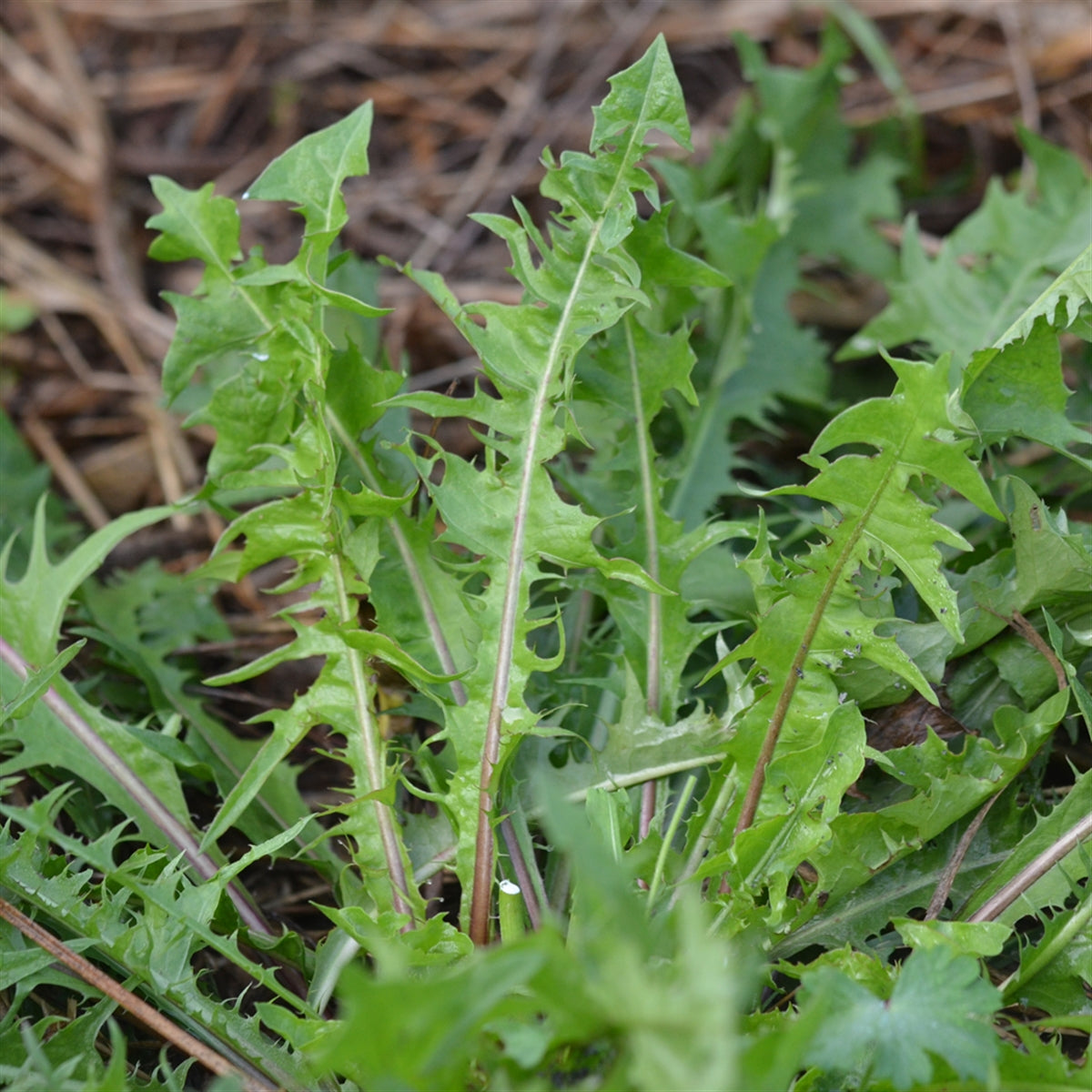 Pissenlit ( feuille)