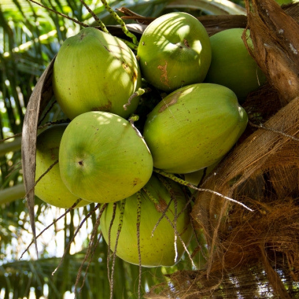 Noix de coco biologique