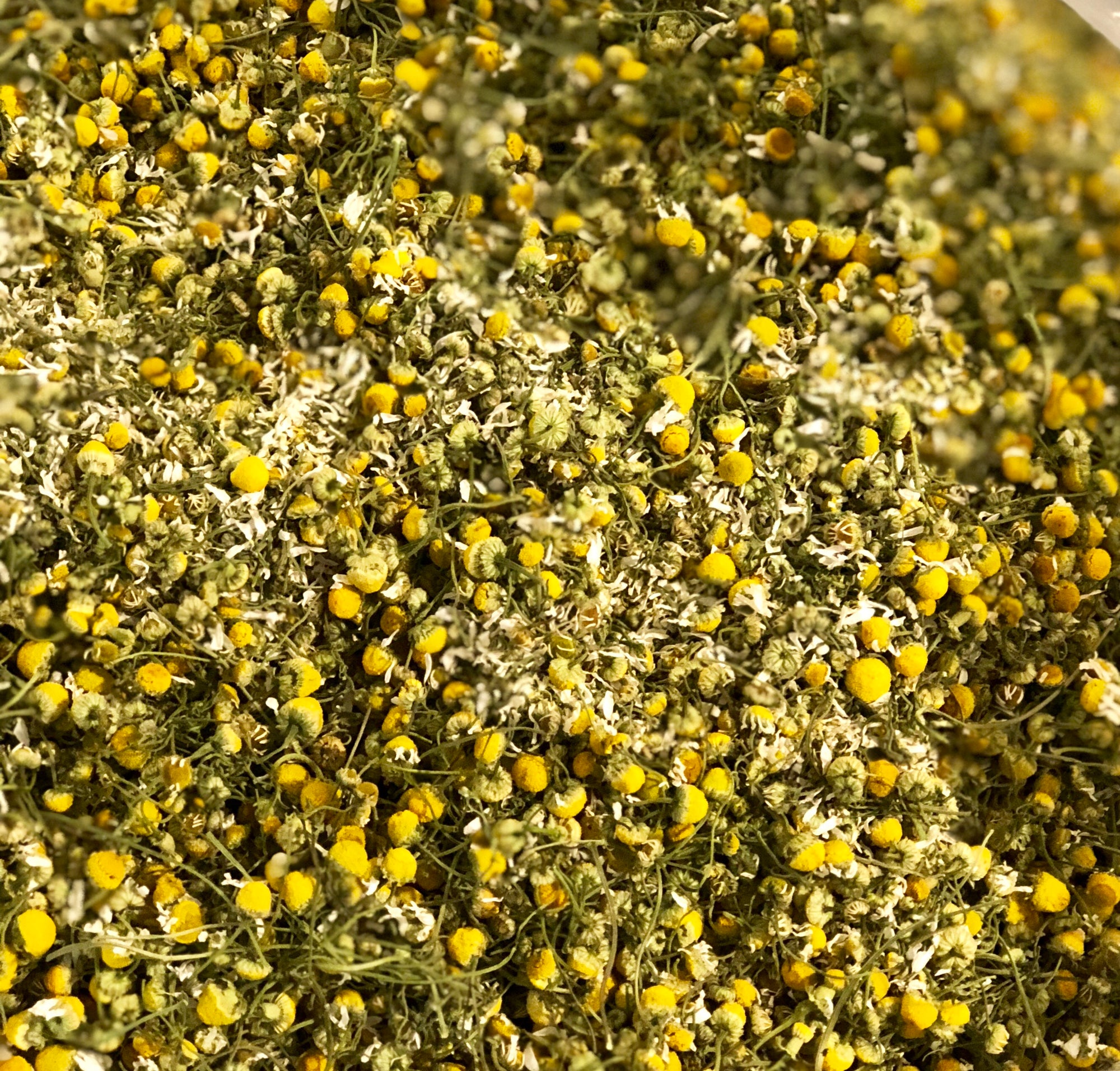 Camomille Bio