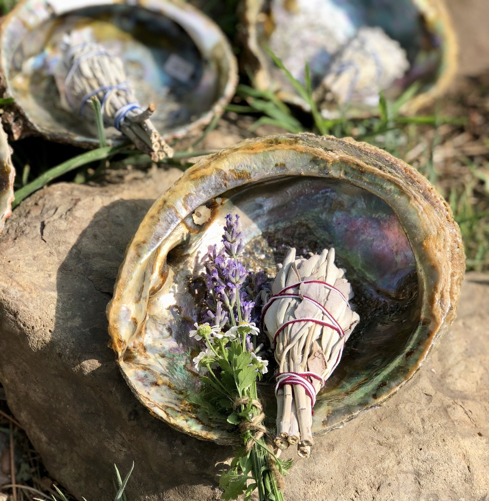 Coquillage d'abalone